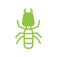 Control de Plagas de la Madera